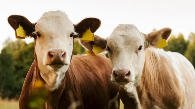 Two cows