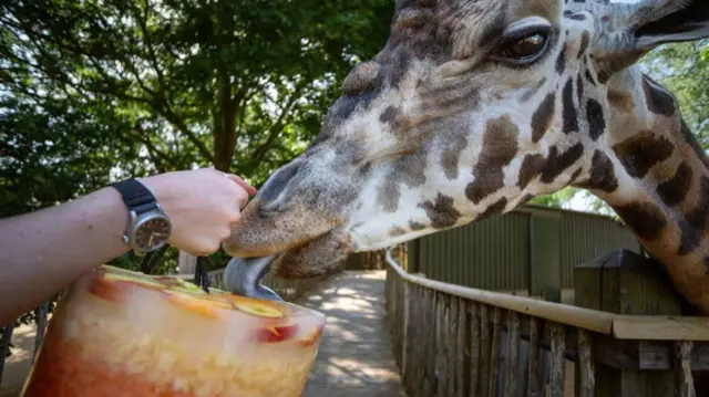 A giraffe licks a large frozen treat held by a keeper