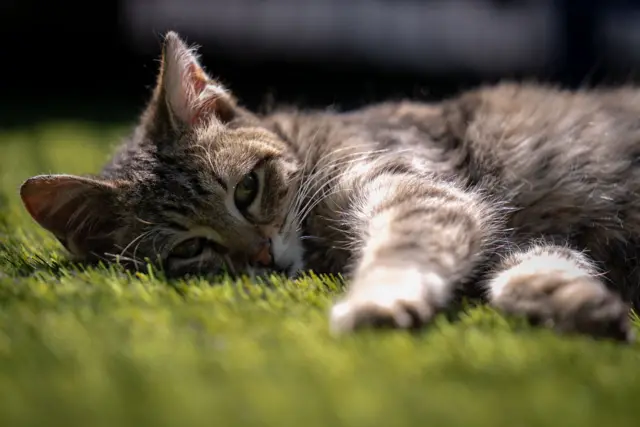 A tabby cat is pictured lying on some grass in the sun.