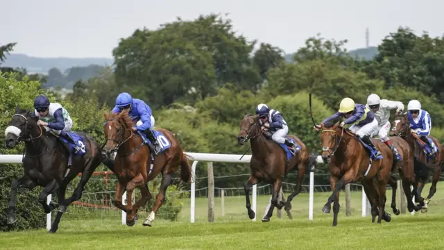 Horses being raced by jockeys on a horse racing course. They are surrounded by trees