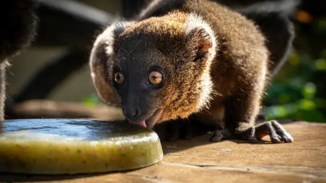 A bamboo lemur enjoys an icy treat