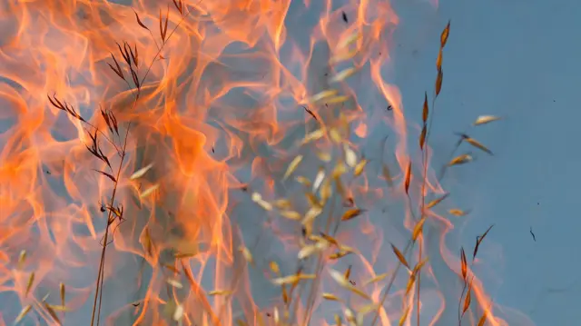 A close up generic shot of some crops on fire.