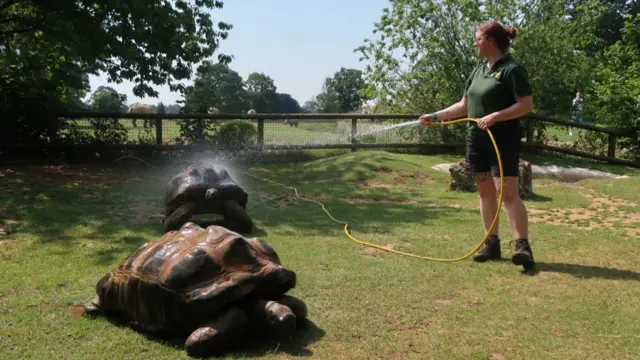 Giant tortoises being hosed down by the team at Cotswold Wildlife Park
