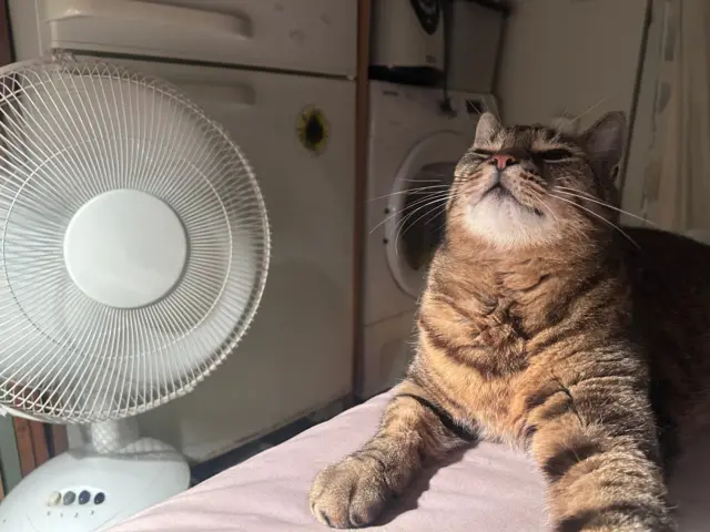 Riley, a tabby cat, lays on a pink soft surface in a garden shed, next to a fan.