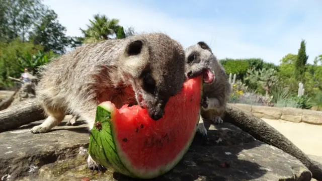 Meerkats share a watermelon in the sun