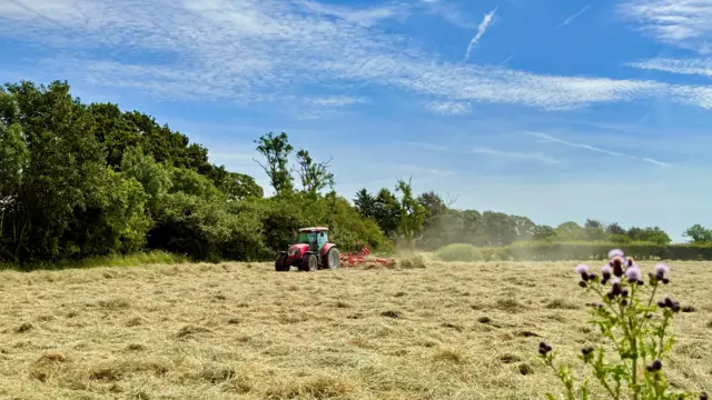 A red tractor can be seen in the middle distance mowing a field, where yellow piles of dead grass are already covering the ground. Trees surround the filed above a blue sky with streaks of white cloud