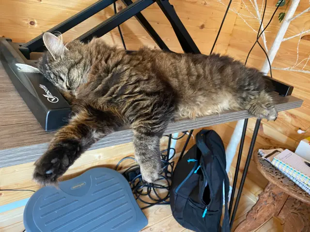 Becki's cat Inca lays across a wooden table top with her head resting on a metal laptop stand.