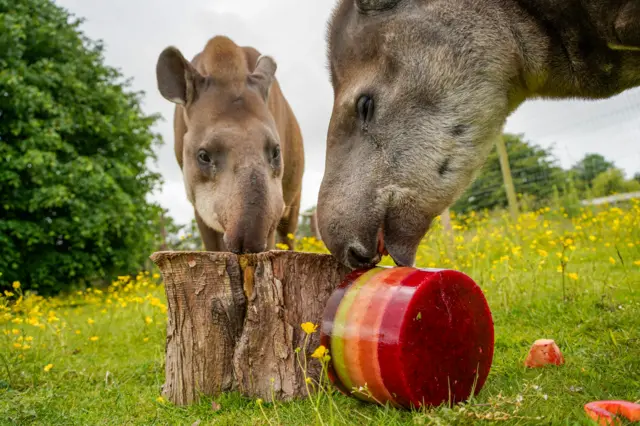 Two tapirs approach a large multi-layered fruit lolly cylinder.