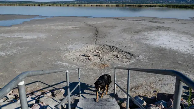 A dog leaves behind the almost dried-up lakebed at Pisztrang Street Beach at Lake Velence in Gardony, Hungary, 23 June 2026