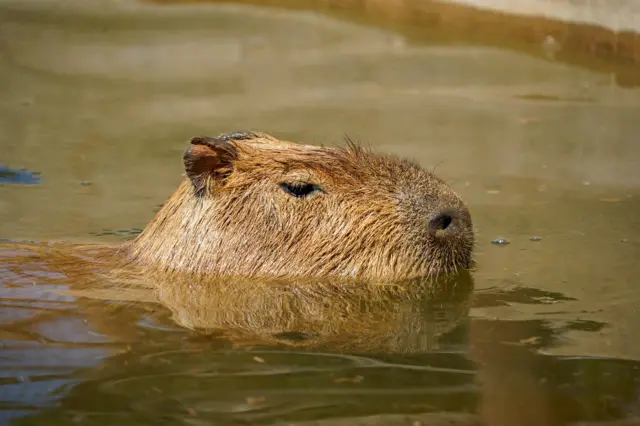A capybara swims in murky water, with just its head exposed.