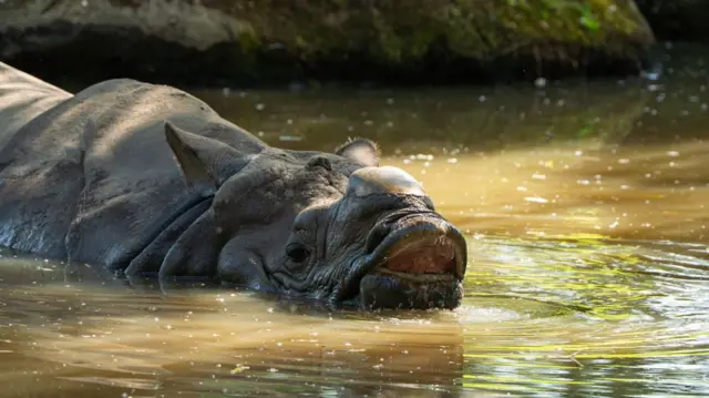 A one horned rhino has it's mouth slightly ajar and moves through muddy water from left to right