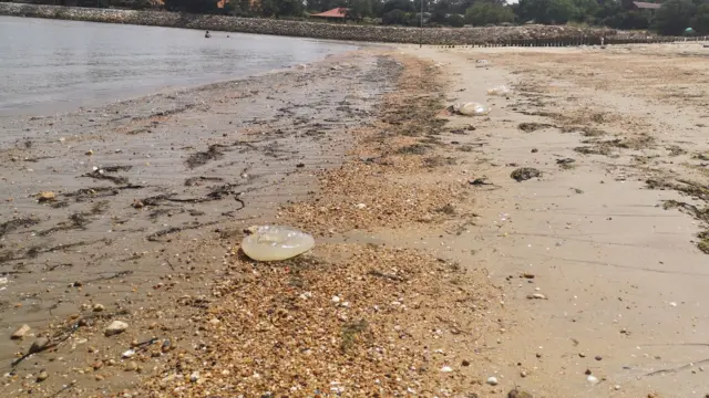 The picture shows the shoreline of a beach where the sand meets the sea. It is covered in seaweed and patches of pebbles, while a lone jellyfish with see-through skin sits on the sand after being washed ashore