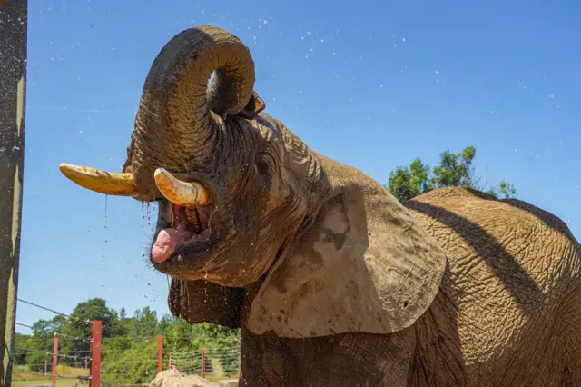 An elephant opens its mouth widely with water dripping off its head.