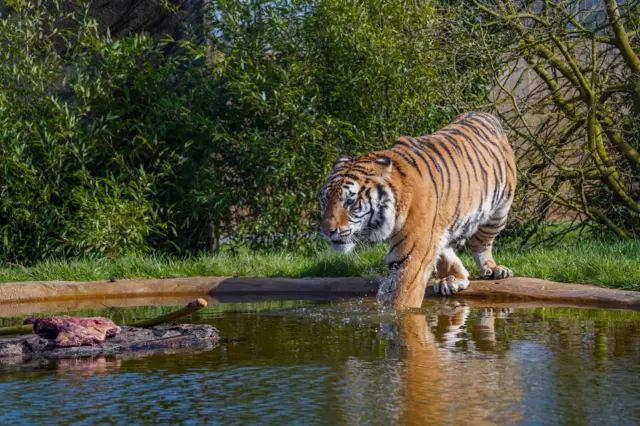 A tiger walks into a pond.