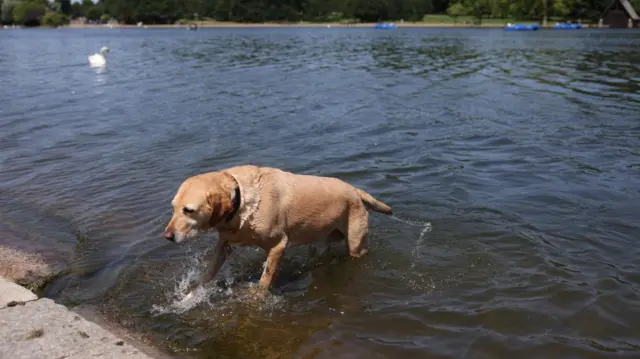 A dog cooling off in the Serpentine in Hyde Park on Tuesday
