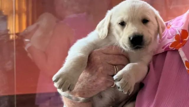 puppy