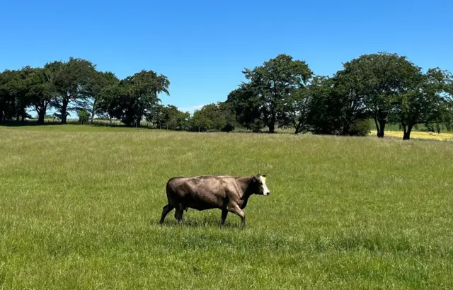 A cow standing in a sunny field.