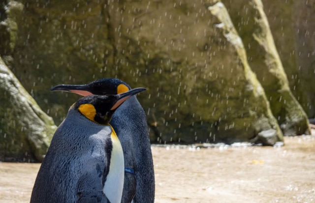 Two King penguins stand in their enclosure together, with droplets of water spraying down on them.