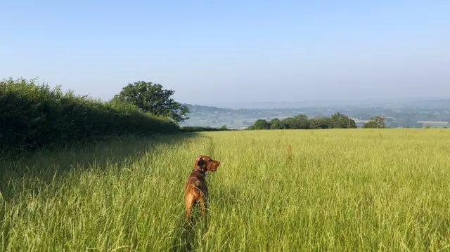 A golden labrador type dog stands in the middle of a wheat field next to a tall hedge. Trees can be seen in the middle distance above a clear blue sky