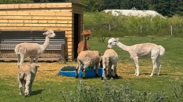 A group of Alpacas are gathered around a paddling pool