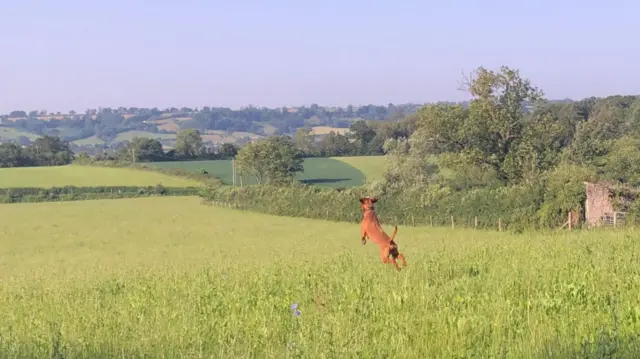 A dog in Pilton, Somerset, earlier today
