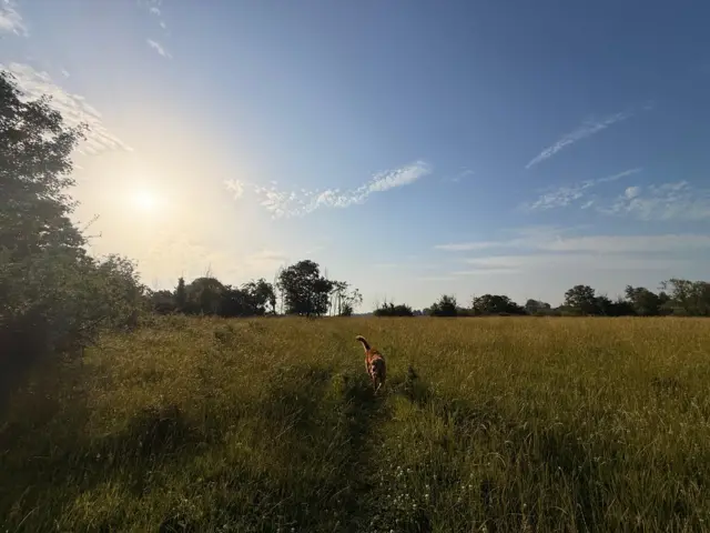 Dog runs through field towards camera as sun shines overhead