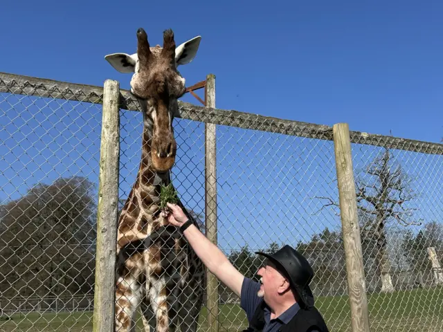 A giraffe puts it's head over the top of a tall fence to reach some grass offered by a keeper