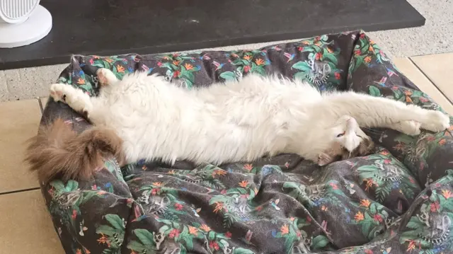 A cat with white and brown fur lying on its back with its paws stretched out in front of a fan.