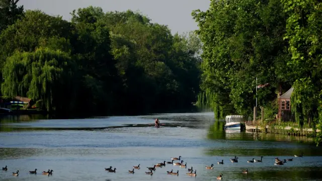 A rower on the River Thames at Maidenhead, Berkshire. It's a really sunny day and there are ducks on the water