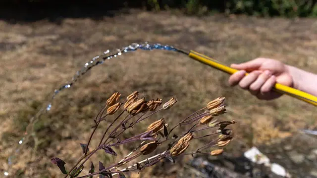 A hosepipe waters dry grass on a lawn in a garden