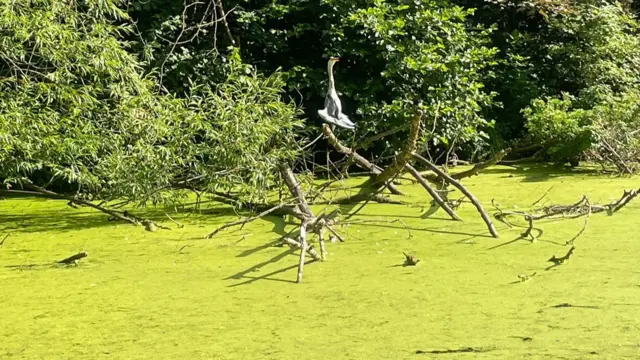 A bird perching on a stick which is coming out of the green water at Eastville Park lake.