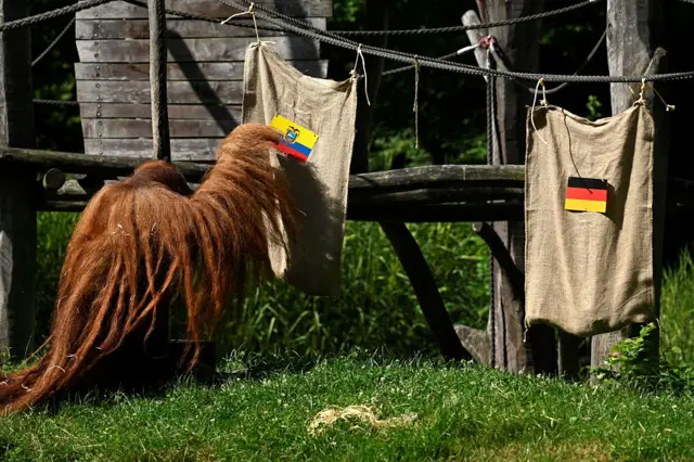 Oracle orangutan picks winner of match between Germany and Ecuador