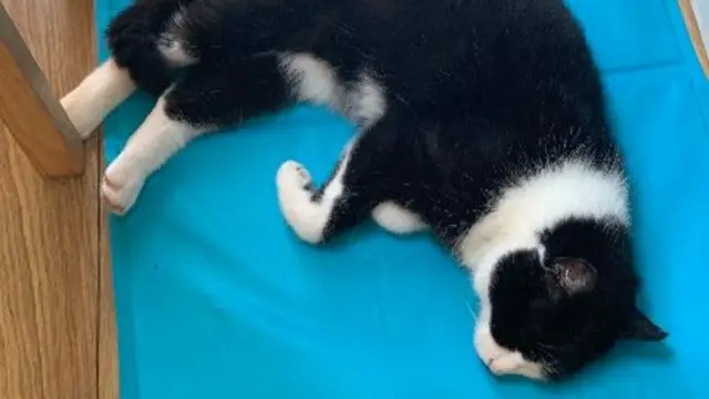 A black and white cat sprawled out on a blue cooling mat