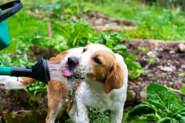 A dog, brown and white, enjoys drinking from a watering can being poured over a garden