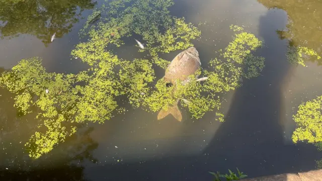 A dead fish laying on the surface of the water.