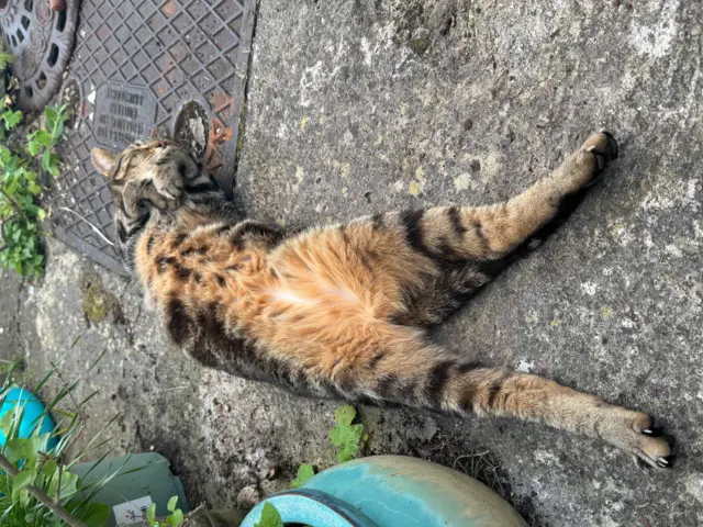 A tabby cat laid on its back outside.