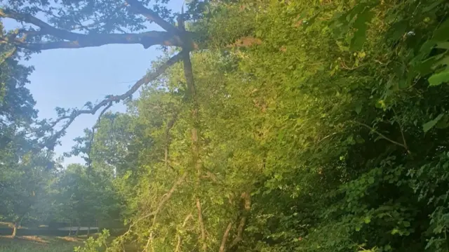 A fallen tree branch on a path