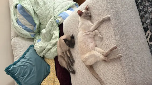 Two cats lying on a footstool. One is grey and white and the other is white and beige with light grey markings. They are both sprawled out.