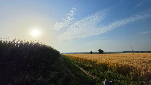 A view across a wheat field in the early morning, while the sun is still low in the blue sky, surrounded by wispy clouds.