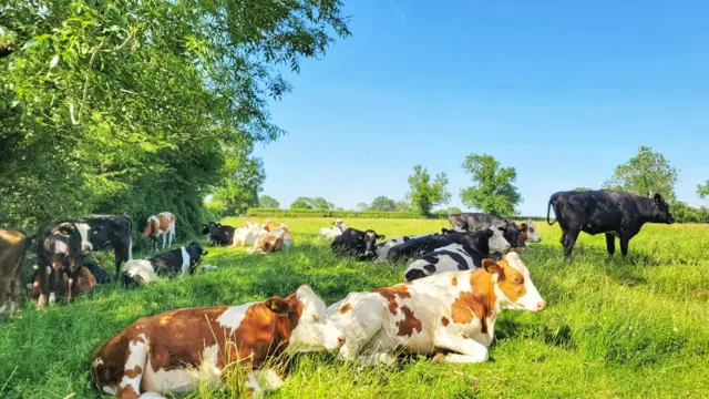A number of cows on the ground under the shelter of some trees