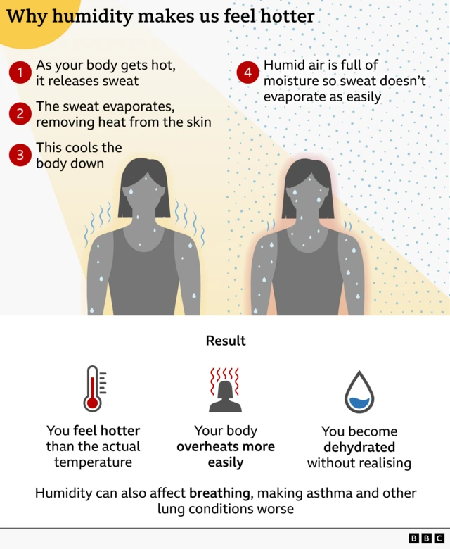 Graphic explaining why humidity makes us feel hotter. A simple illustration shows two human figures covered in sweat droplets. Step-by-step text explains: (1) as the body heats up, it releases sweat; (2) when sweat evaporates, it removes heat from the skin; (3) this cools the body; (4) in humid air, moisture prevents sweat from evaporating easily. The result section notes effects: you feel hotter than the actual temperature, the body overheats more easily, and dehydration can occur without noticing. It also states that humidity can worsen breathing and lung conditions.