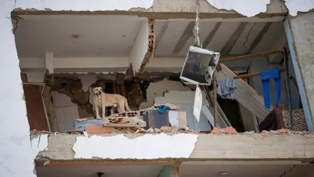 A dog looks out from a destroyed apartment building