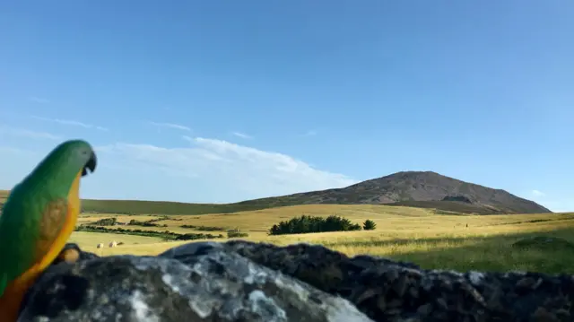 Bird appears to look over fields