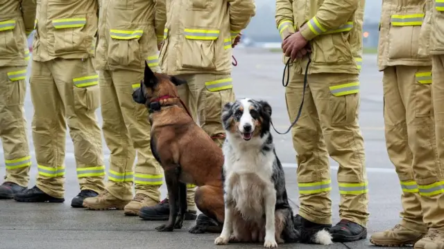 Close up of two dogs sitting beside rescuers' legs