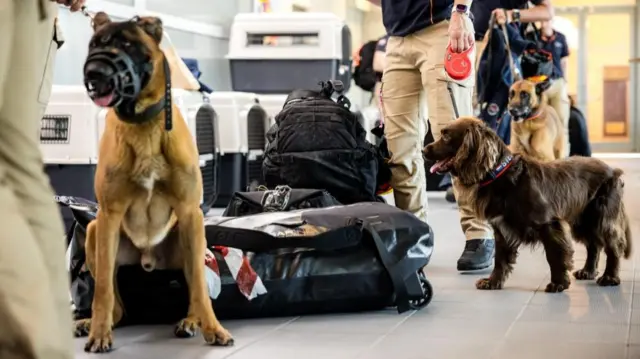 Three rescue dogs held on leads by Dutch workers by kennels at an airport
