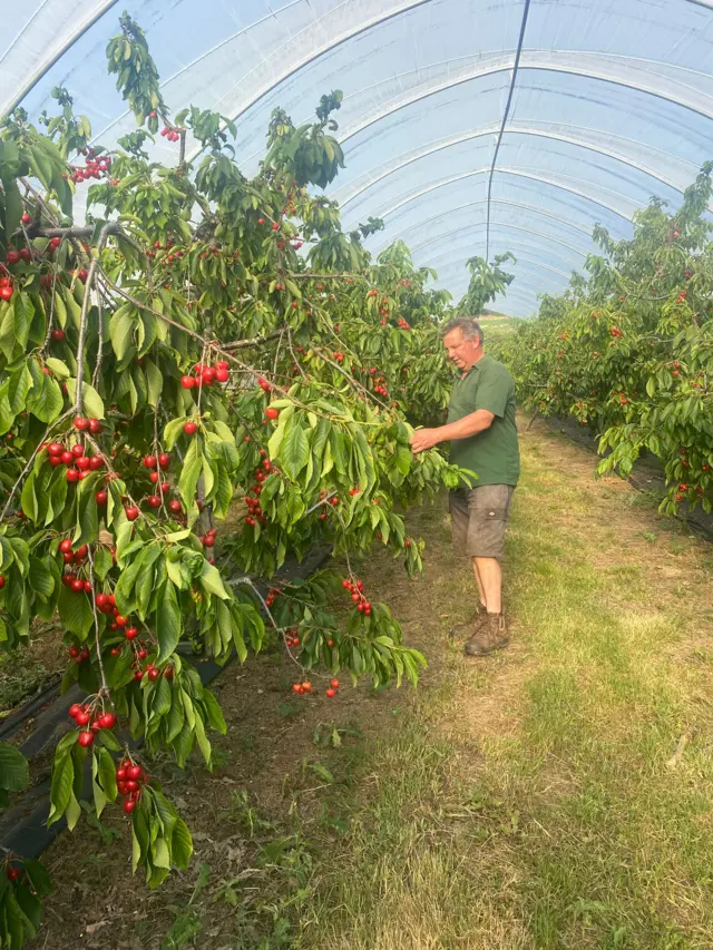Richard Baldwyn picks some cherries