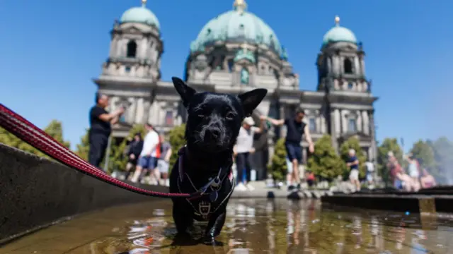 A black dog stands in a fountain in front of Berlin Cathedral, he has a red lead