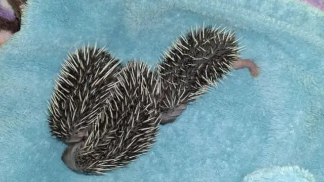 Hoglets