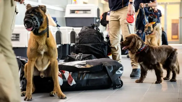 Dogs from a Dutch rescue team depart from Eindhoven Air Base for Venezuela to provide aid following the earthquakes
