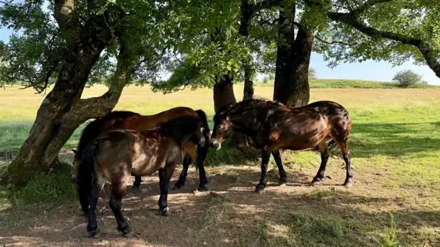 Horses in the shade